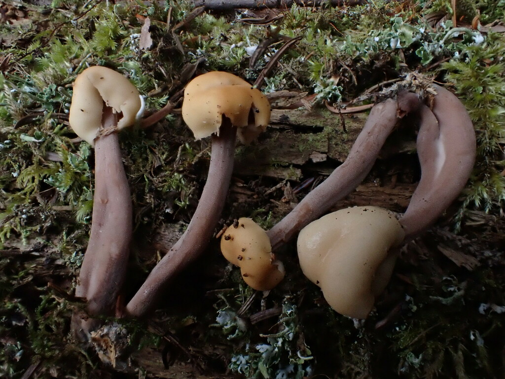 Cudonia sp. 'circinans-PEI01'