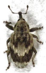 Aneuma compta