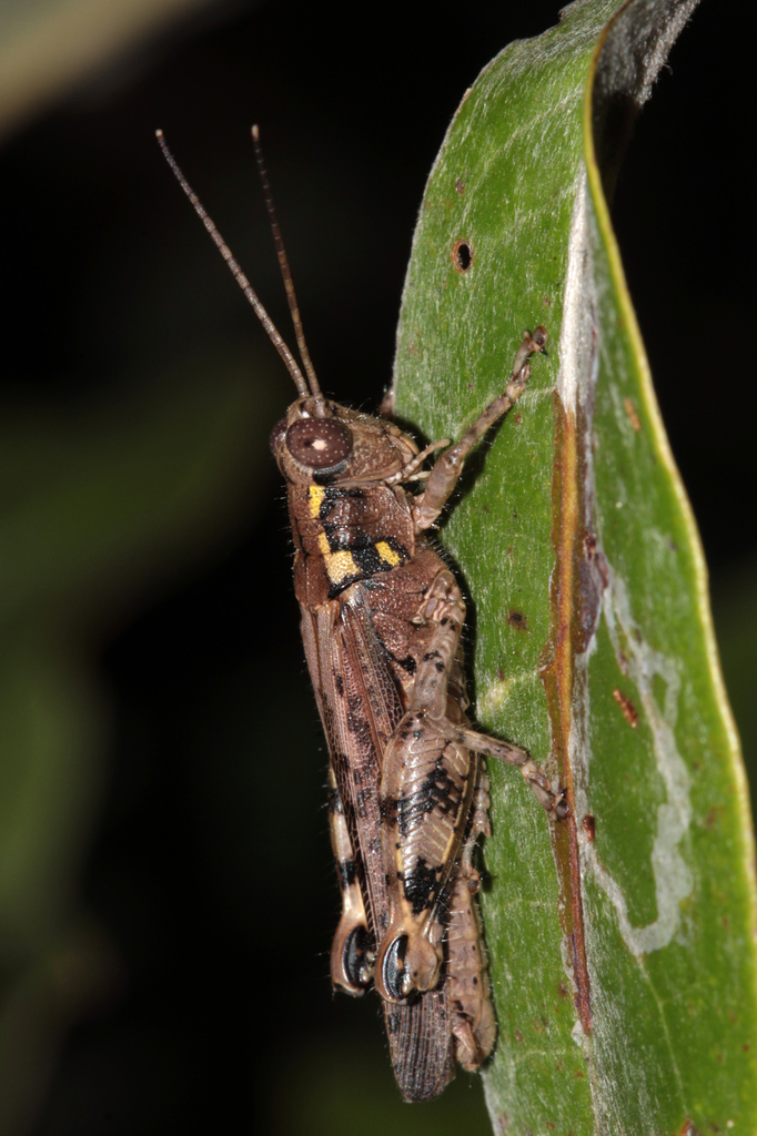 Stenocrobylus roseus