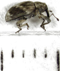 Aneuma compta