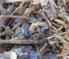 Camponotus sexpunctatus