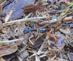 Camponotus sexpunctatus