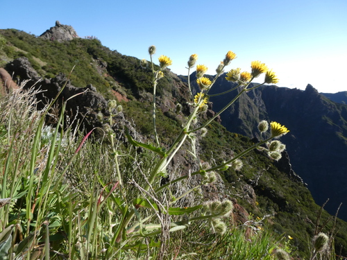 Crepis vesicaria subsp. andryaloides image