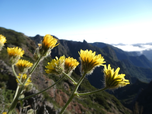 Crepis vesicaria subsp. andryaloides image