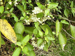 Aneuma compta