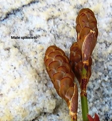 Nevillea obtusissima