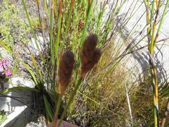 Nevillea obtusissima