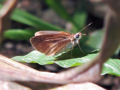 Synapte pecta