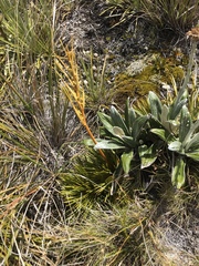 Aciphylla montana montana
