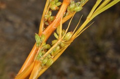Aciphylla montana montana
