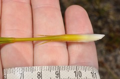 Aciphylla montana montana