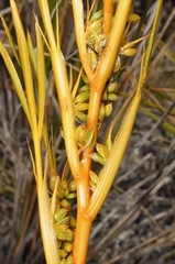 Aciphylla montana montana