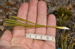 Aciphylla montana montana