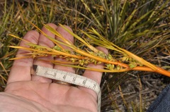 Aciphylla montana montana