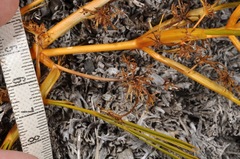 Aciphylla montana montana