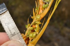 Aciphylla montana montana