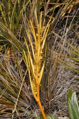 Aciphylla montana montana