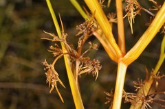 Aciphylla montana montana