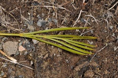 Aciphylla montana montana