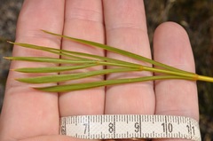 Aciphylla montana montana