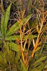 Aciphylla montana montana