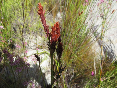 Image of Restio bifarius by (c) linkie, some rights reserved (CC BY)