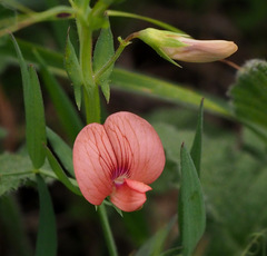 Lathyrus marmoratus