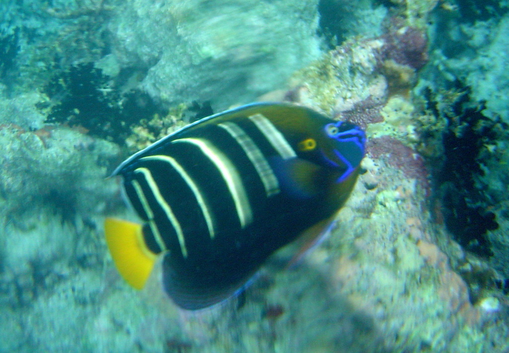 Goldtail Angelfish
