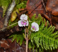 Veronica californica