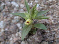Mohavea breviflora