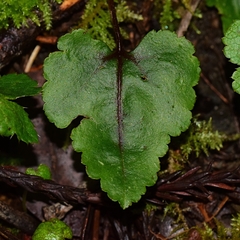 Veronica californica