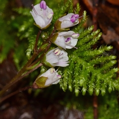 Veronica californica
