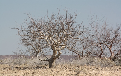 Commiphora tenuipetiolata image