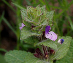 Salvia viridis
