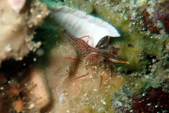 Rhynchocinetes serratus