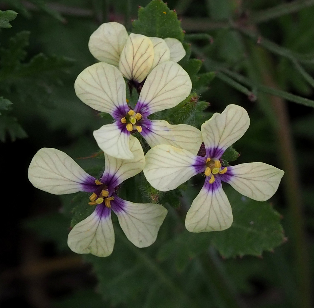 Brassiceae