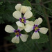 Brassiceae - Photo (c) Ron Frumkin, some rights reserved (CC BY-NC), uploaded by Ron Frumkin