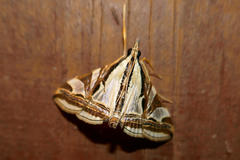 Agrioglypta excelsalis