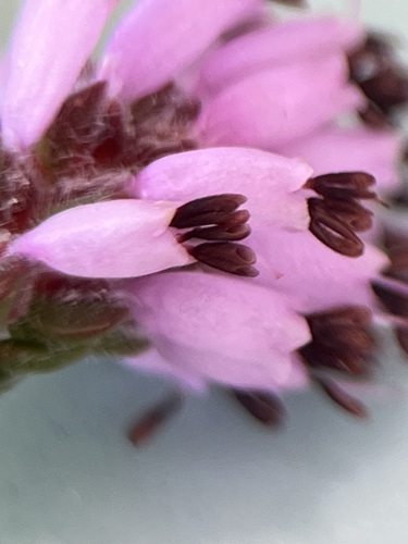 Image of Erica globiceps by (c) Charleen Brunke, some rights reserved (CC BY)