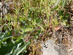 Trifolium stellatum image