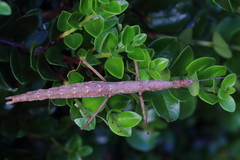 Acanthoxyla inermis