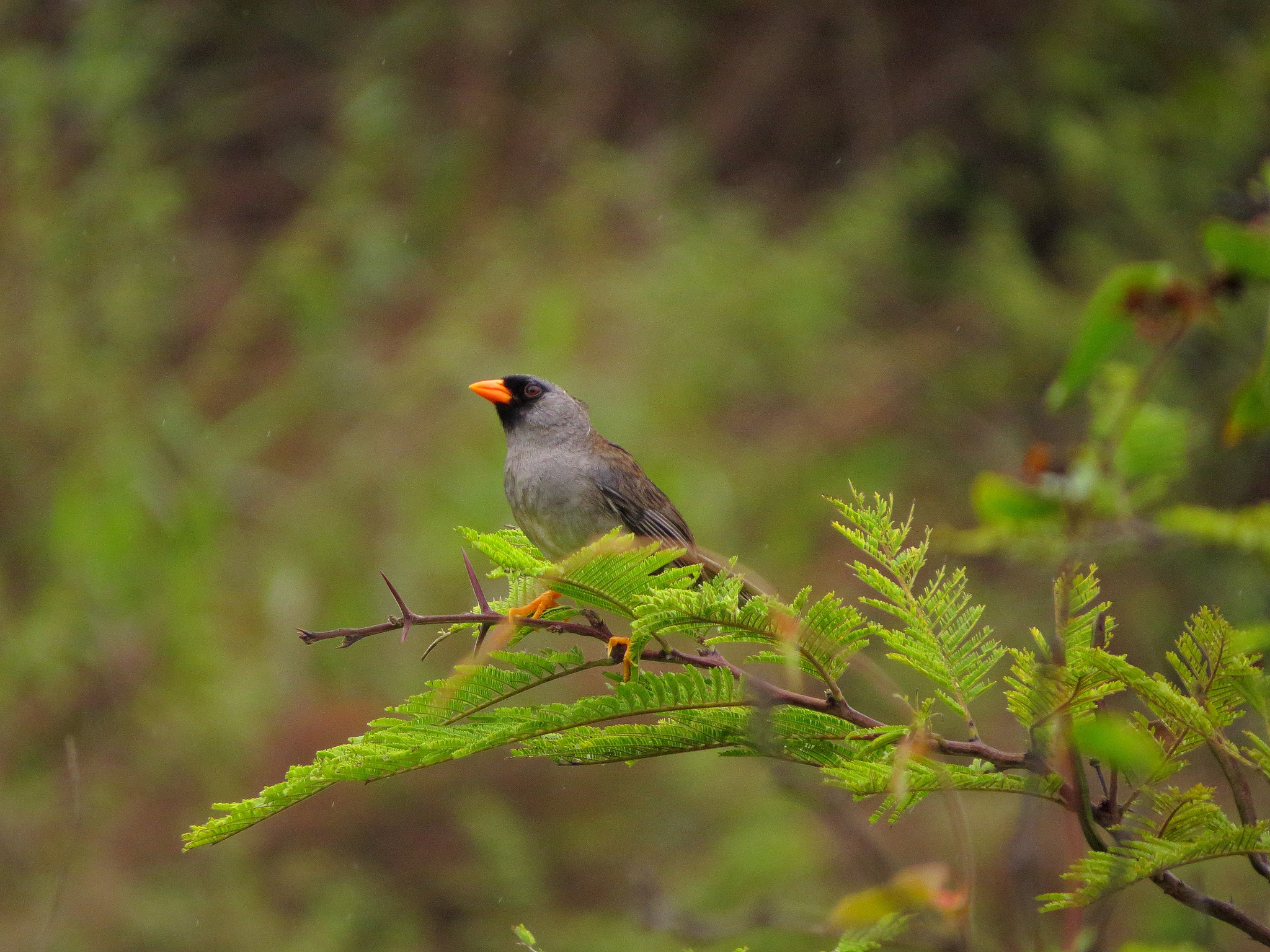 Grey-winged Inca Finch (Incaspiza ortizi), photo 9
