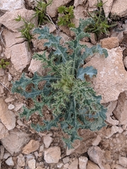 Argemone munita