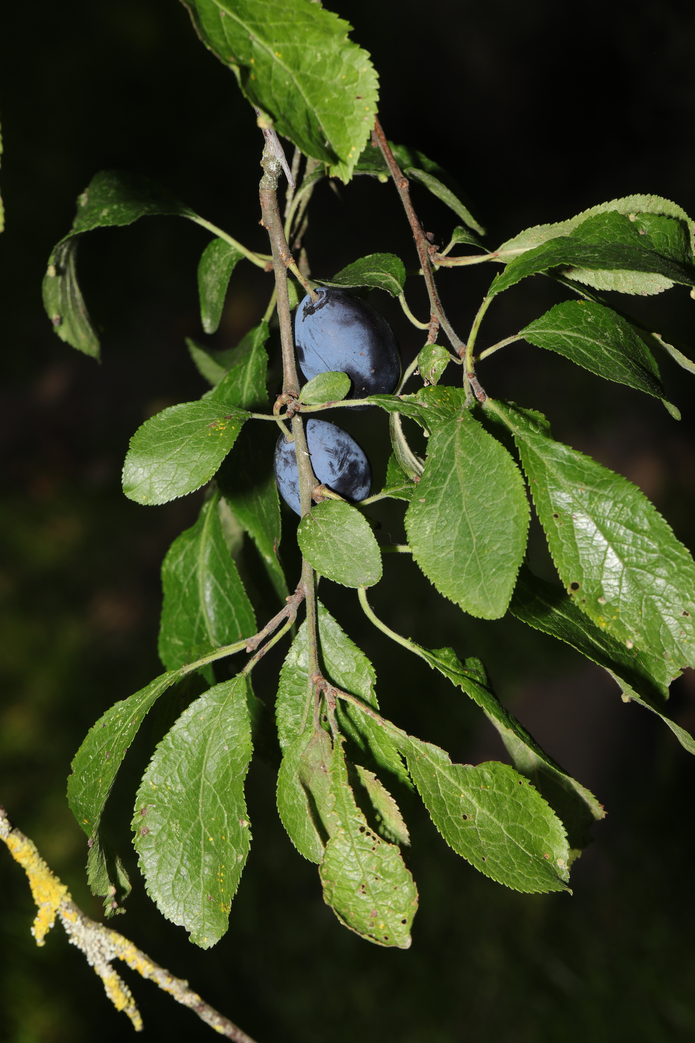 Prunus insititia