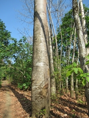 Cavanillesia platanifolia