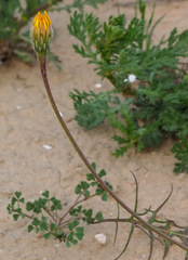 Scorzoneroides laciniata