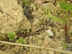 Stenocatantops mistshenkoi