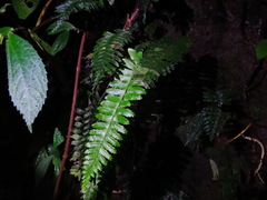 Aspleniaceae