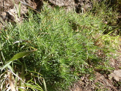 Plantago arborescens subsp. maderensis image