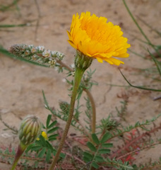 Scorzoneroides laciniata
